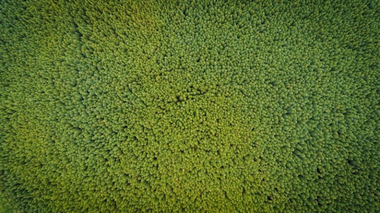aerial photography of green trees